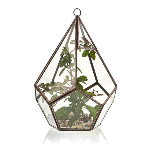 Glass Terrarium - Large Pentagon - Image 3