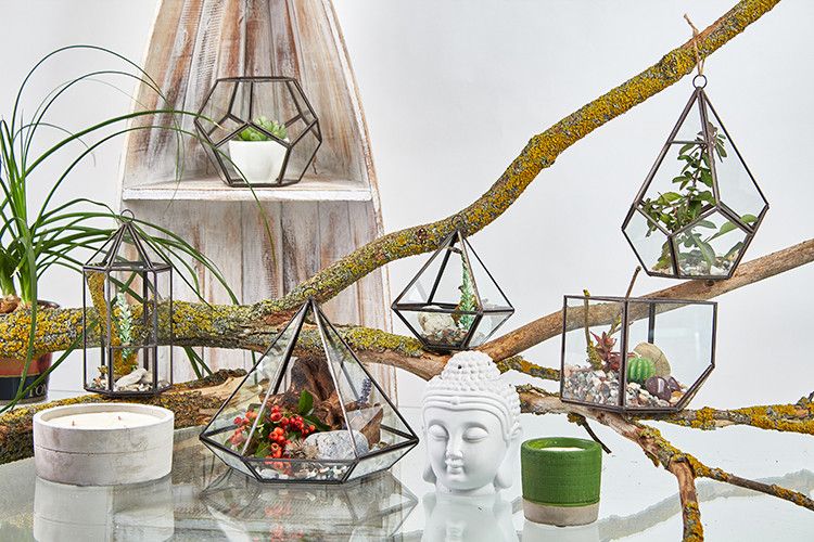 Glass Terrarium - Large Pentagon - Image 5