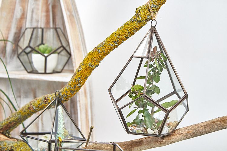 Glass Terrarium - Large Pentagon - Image 4