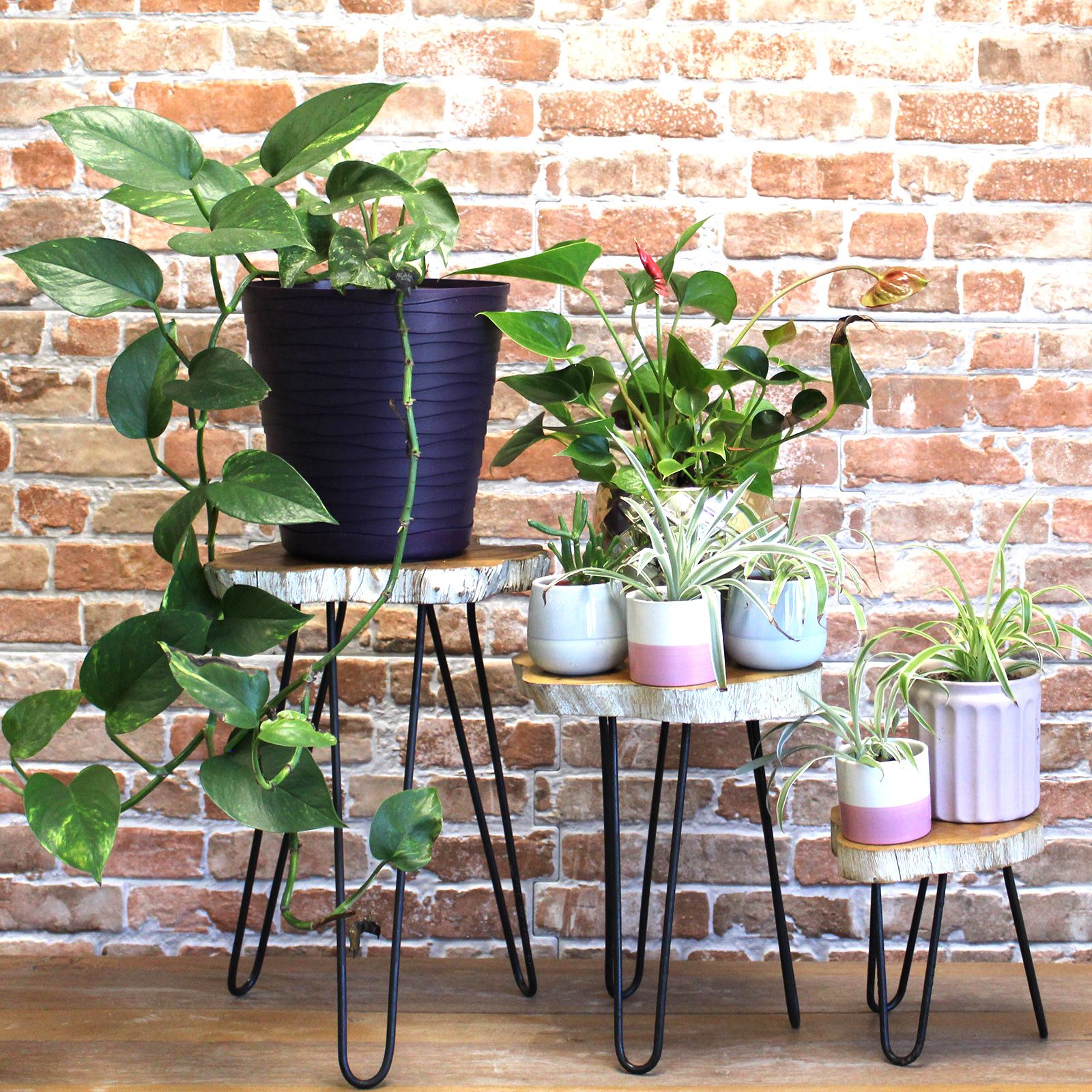 Set of 3 Gamal Wood Plant Stands - Whitewash - Image 4