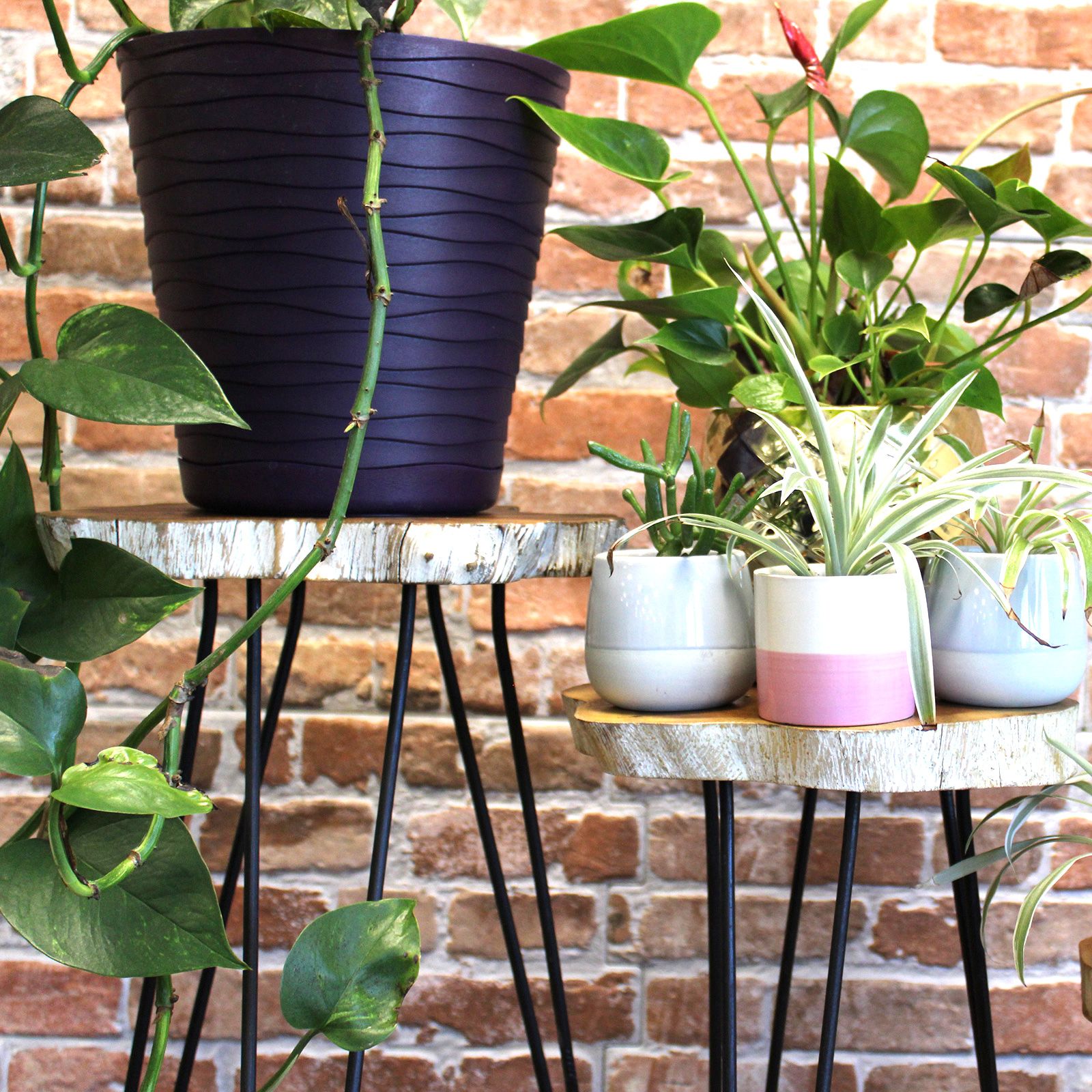 Set of 3 Gamal Wood Plant Stands - Whitewash - Image 5