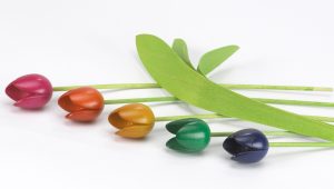 5 mixed colour tulips