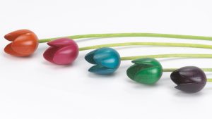 5 mixed colour tulips