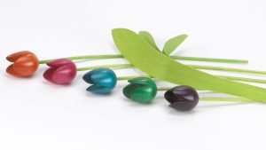 Mixed colour tulips with leaves